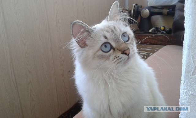 С Котовторником!