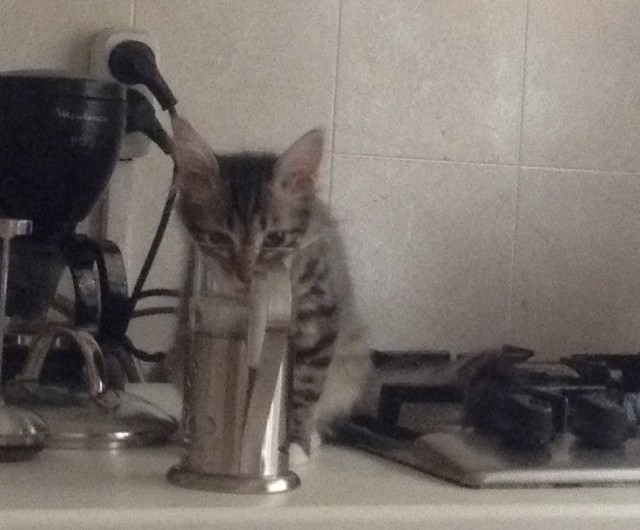 Котовторник 10.06.2014