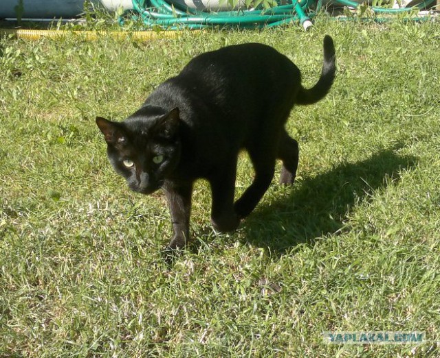 Котовторник 01.07.2014