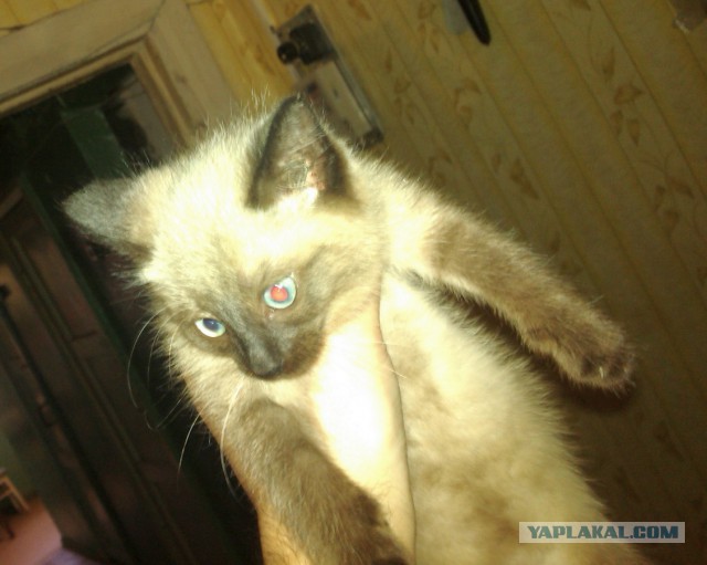 Котовторник 7.10.2014