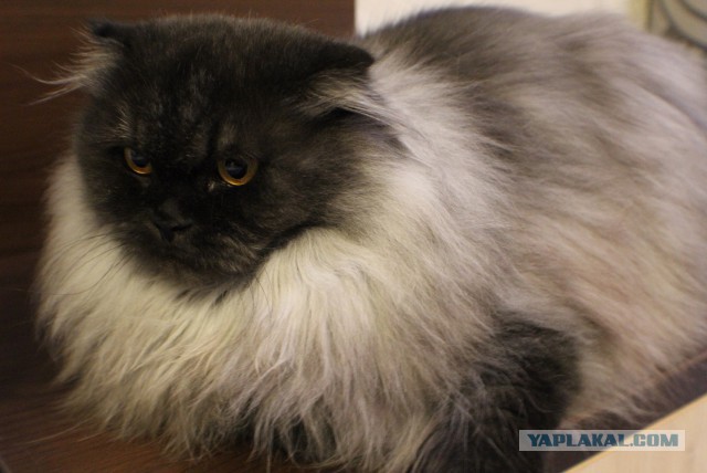 Котовторник 25.11.2014