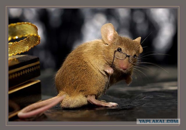 Трехлитровая банка шариков от старых мышек