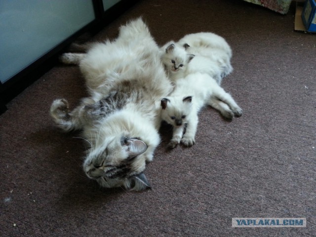 Котовторник 24.03.2015