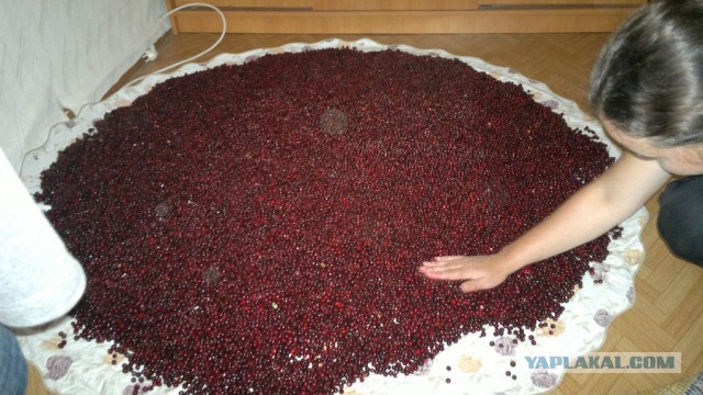 Дары Севера