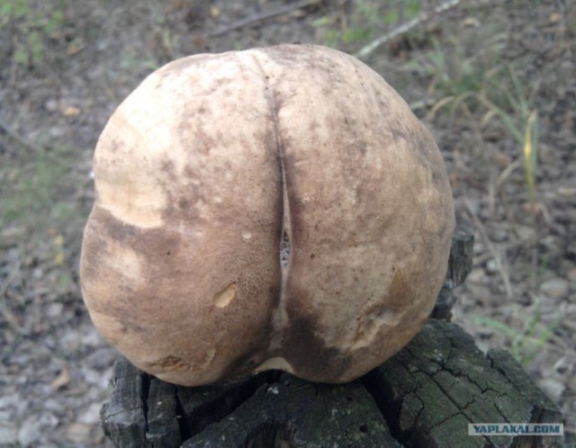 Благороднейший белый