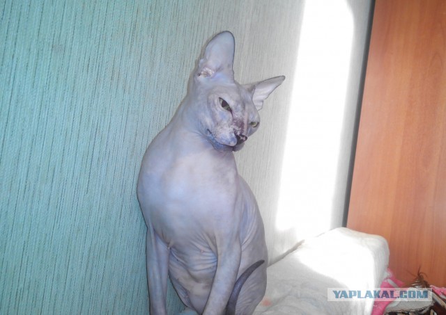 Кот. Просто кот