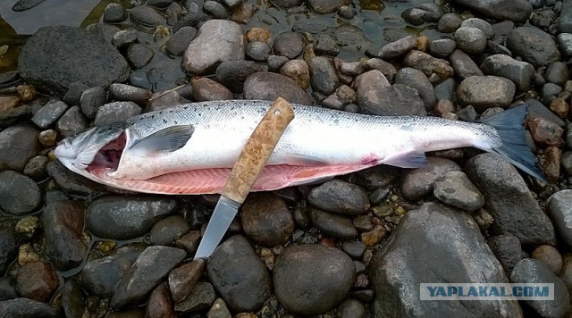 Как делают икру-пятиминутку и чем она отличается