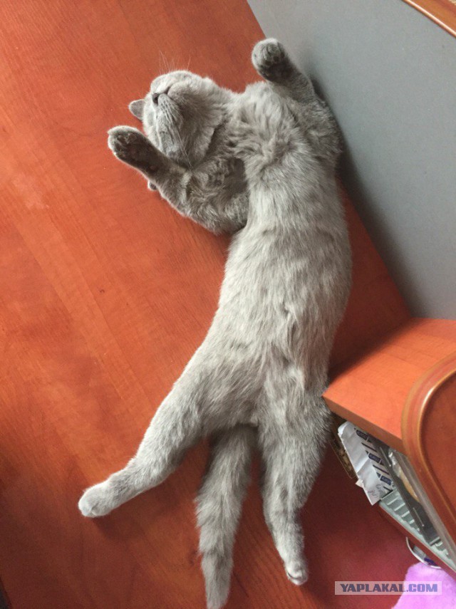 Когда твой кот уснул как...