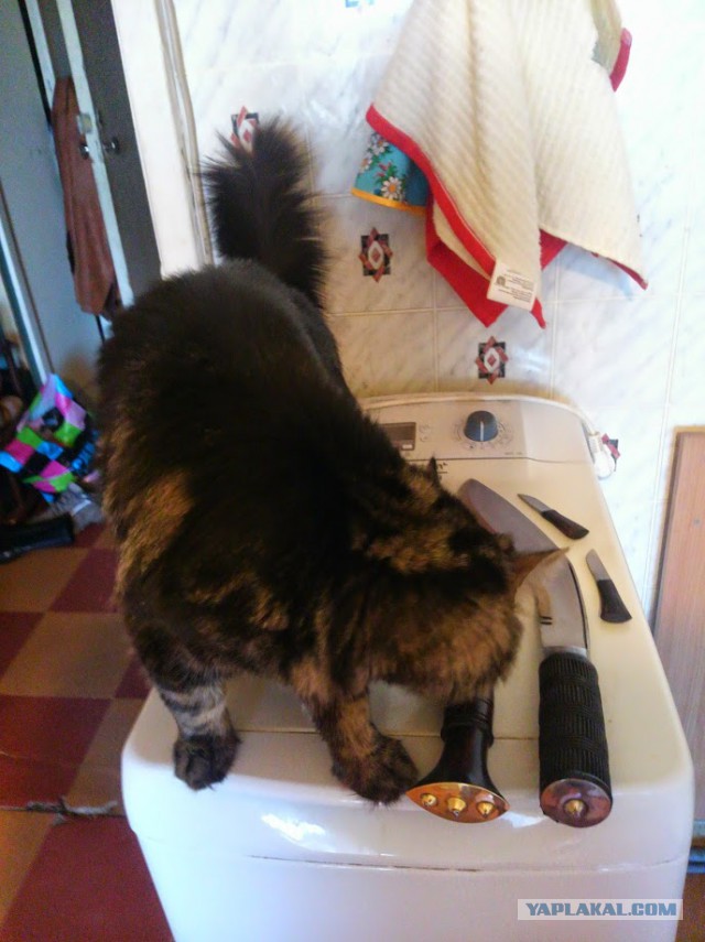 Про моего котика: нежного, злого, вредного