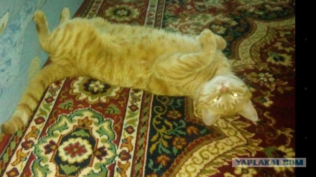 Ваши фотки котов на телефон