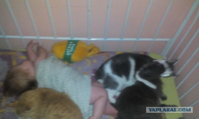 Как наглые коты отвоёвывают у собак жизненное пространство