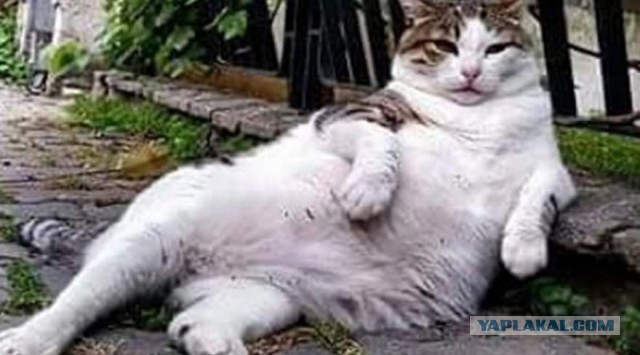 Памятник тому самому коту
