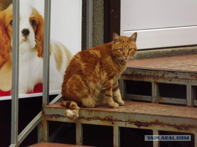 Котовторник 18.10.2016