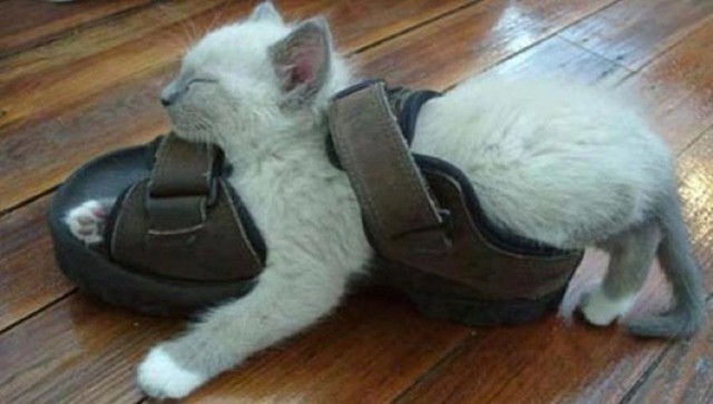 Коты из сети