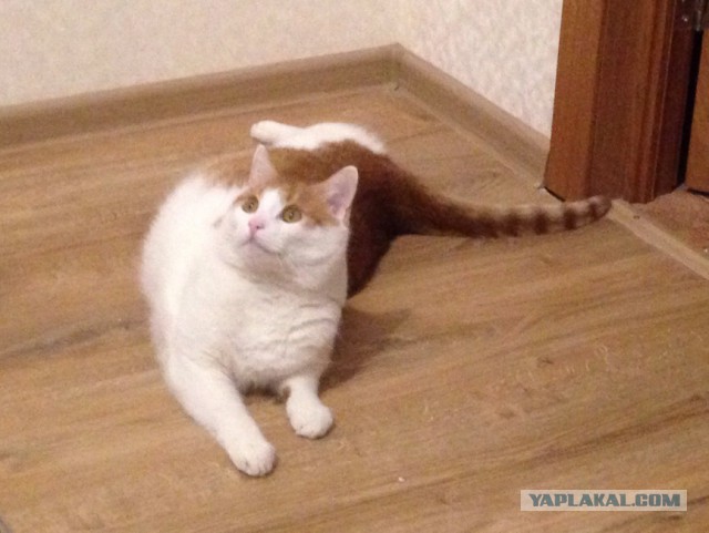 Котовторник 10.01.2017