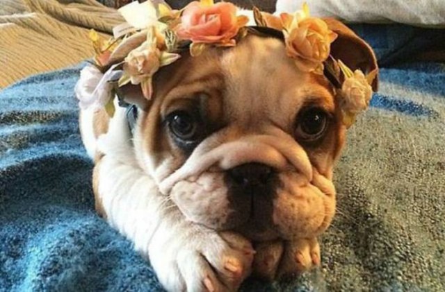 Самые смешные животные