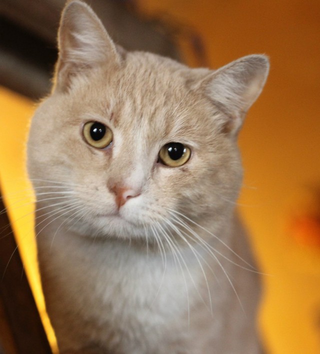 Коты и Кошки