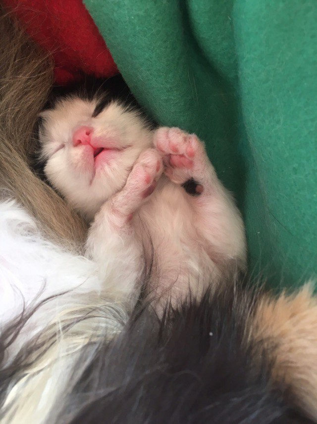 Коты и Кошки