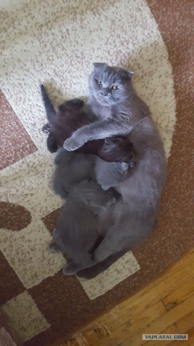 Котовторник 1.08.17