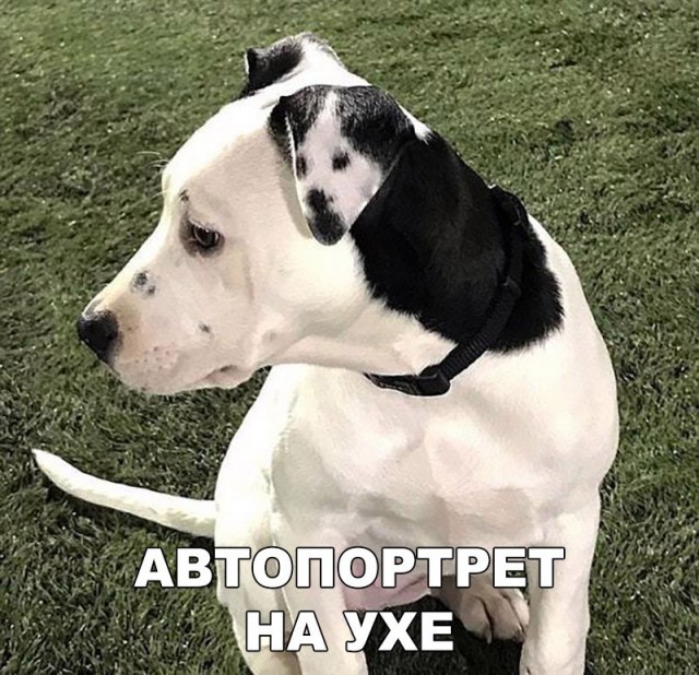 Подборка забавных животных