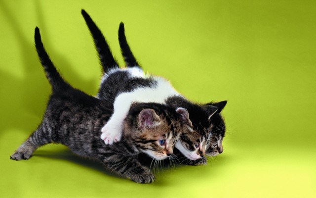 Коты и Кошки