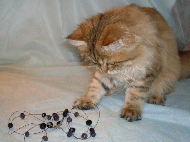 Коты и Кошки