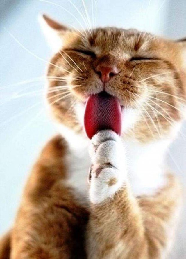 Коты и Кошки