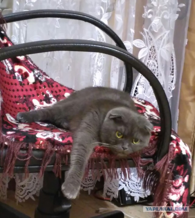 Когда повезло с котом.