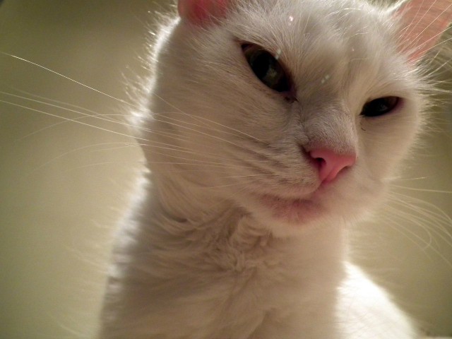 Коты и Кошки