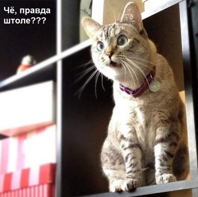 Ошарашенная кошка, которая постоянно в шоке
