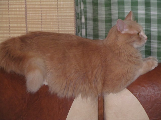 Котовторник 28.11.2017