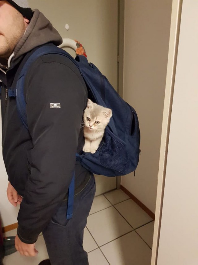 Прикольных котов пост