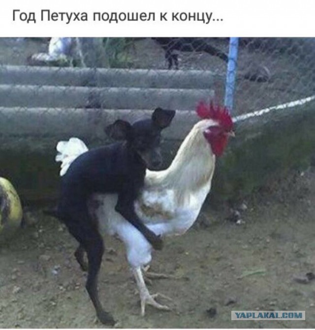 Ну, понеслась! Поздравления с Новым Годом по всей географии ЯПлакалъ!