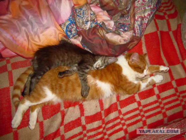 Котовторник 20.02.18