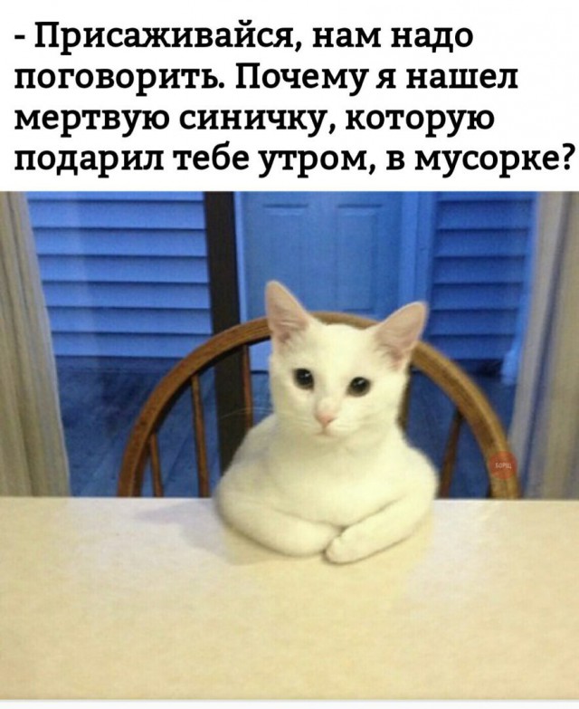 Фотобомбы котов
