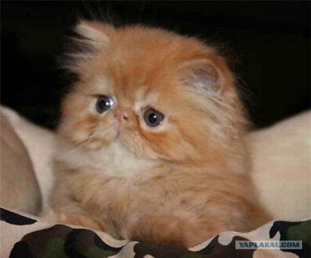 Выходные у кота
