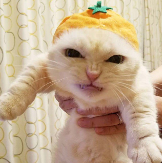 Прикольных котов пост
