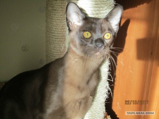 Котовторник! 08.11.11