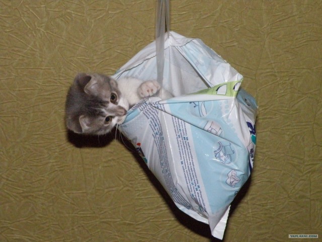 Ну и где ваш котовторник?