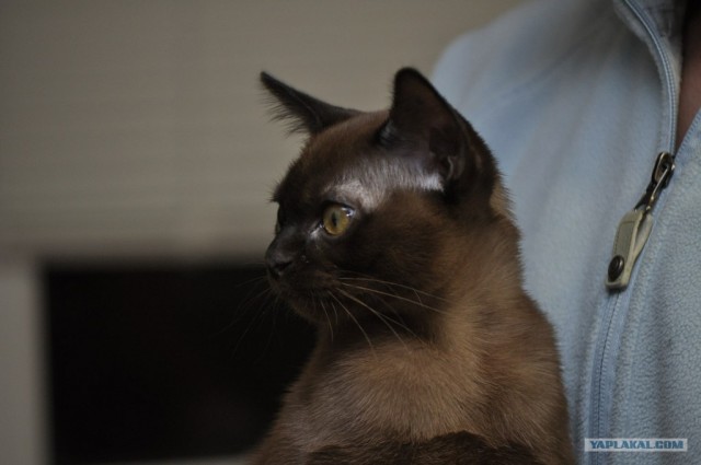 Котовторник (31.01.2012)
