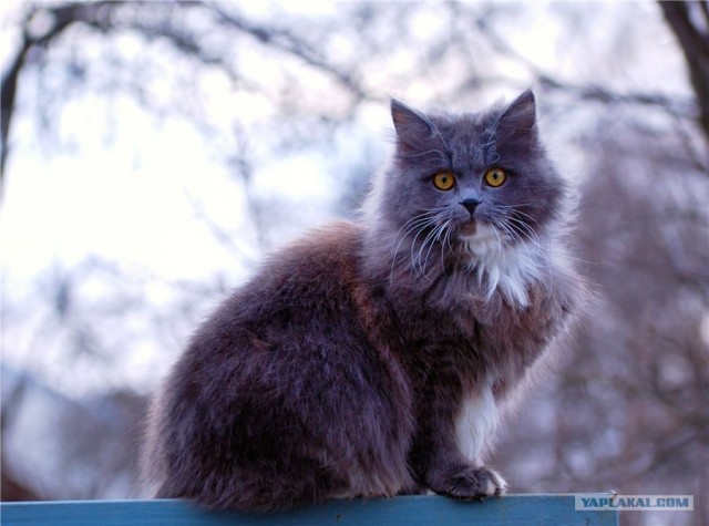 Котовторник 20.03.2012