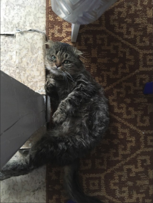 Немного милоты