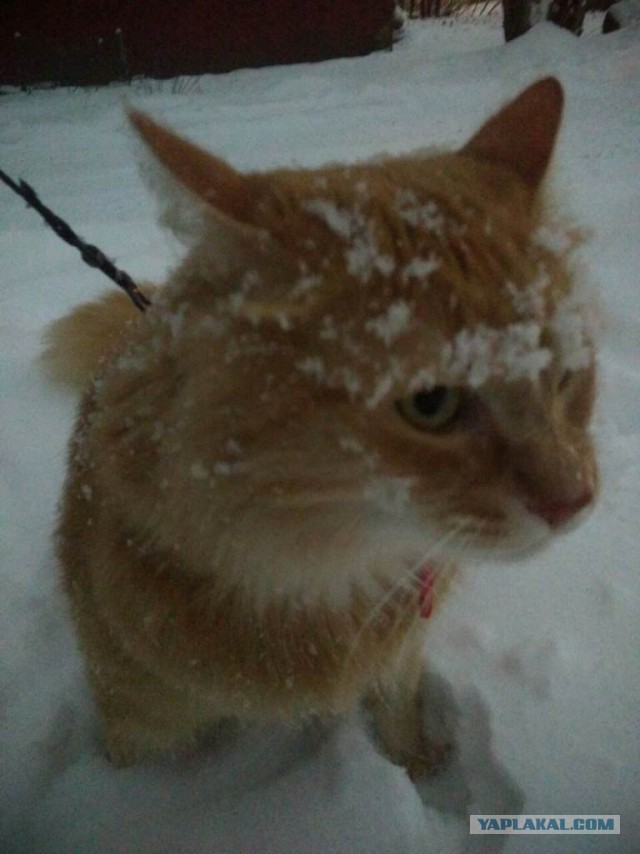 Зимние коты