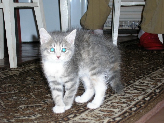 Котовторник  28.08.12
