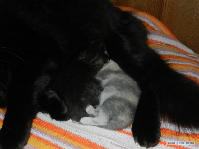 Котовторник 30.10.2012