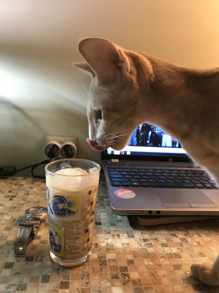 С Днём кошки!