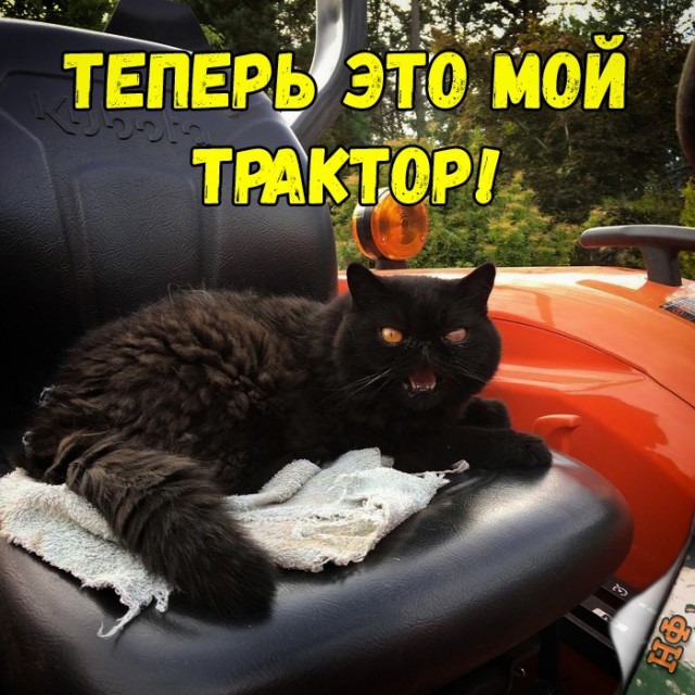 Забавные фото котеек