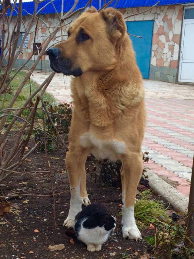 Уже не котовторник, но еще и не собакочетверг