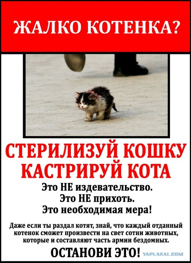 В Ульяновской области хотят открыть охоту на кошек и собак