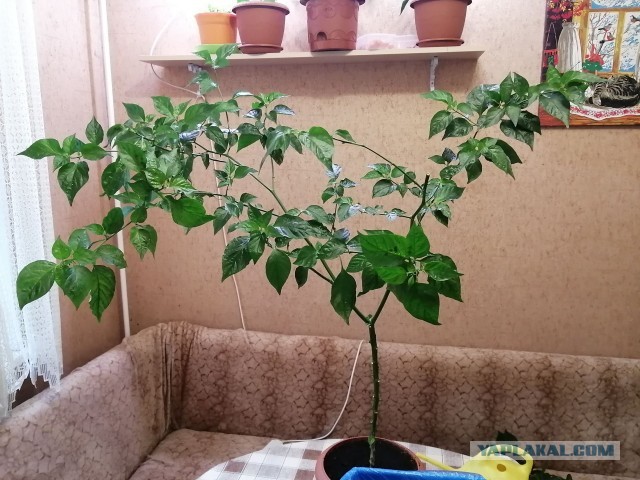 Выращивания перцев пост